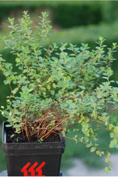 Spiraea japonica Little Princess