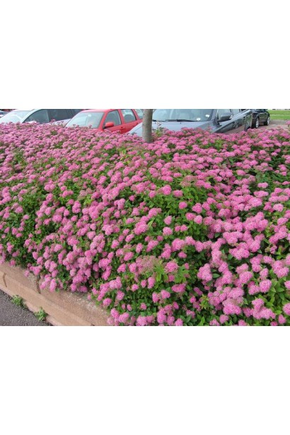 Рожеві квіти спіреї Літл Принцесс створюють м’який акцент.