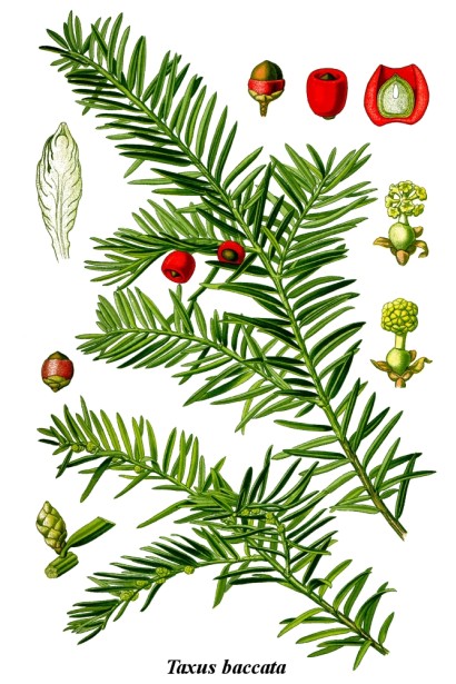 Тис ягідний 