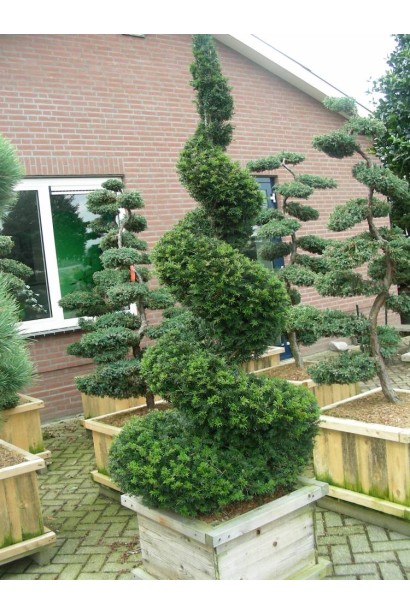 Тис ягідний для формування топіарних фігур.