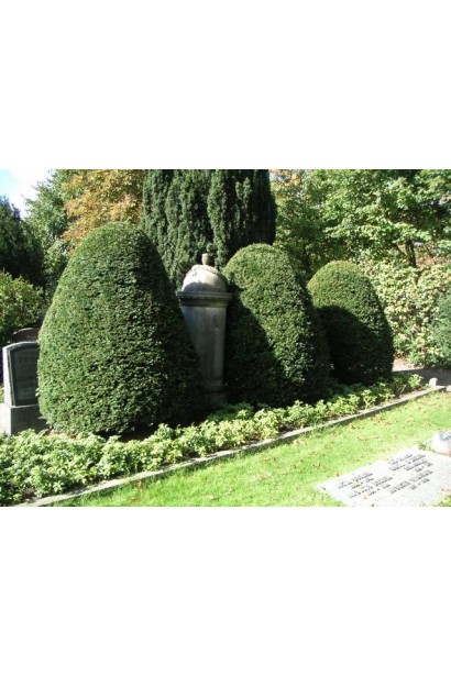 Тис ягідний для формування топіарних фігур.