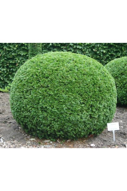 Тис ягідний як центральний акцент у композиції.