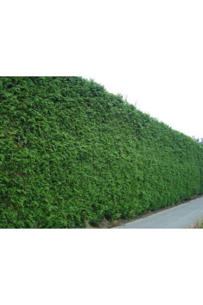 Тис ягідний живоплот