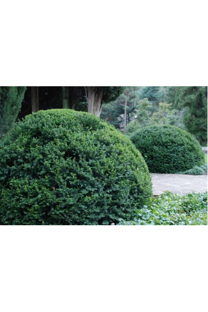 Вічнозелений тис ягідний у ландшафтному дизайні.