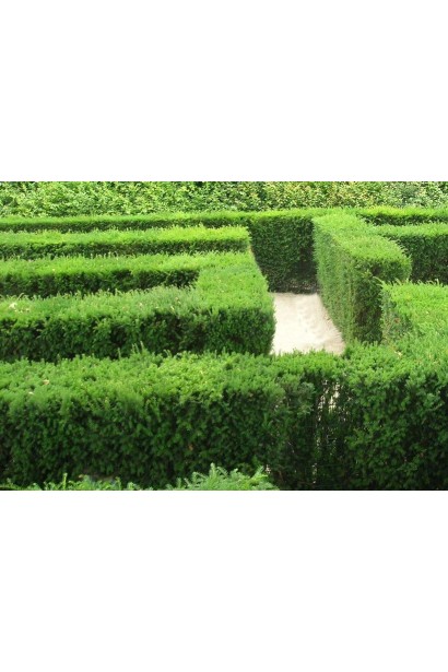 Taxus Baccata