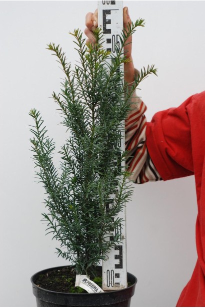 Тис ягідний 5л/50-60см/15-20см