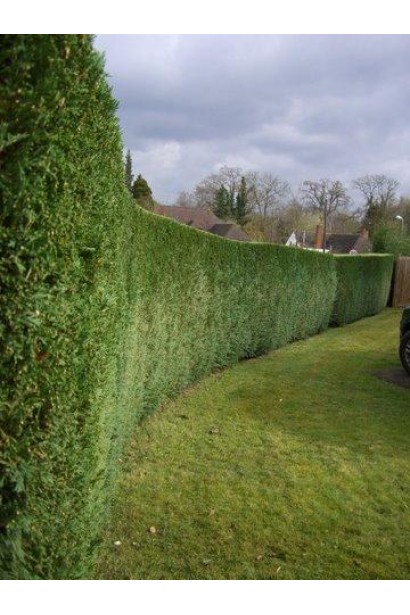 Елегантний тис ягідний для живоплотів