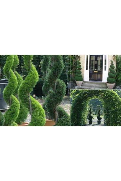 Тис ягідний 