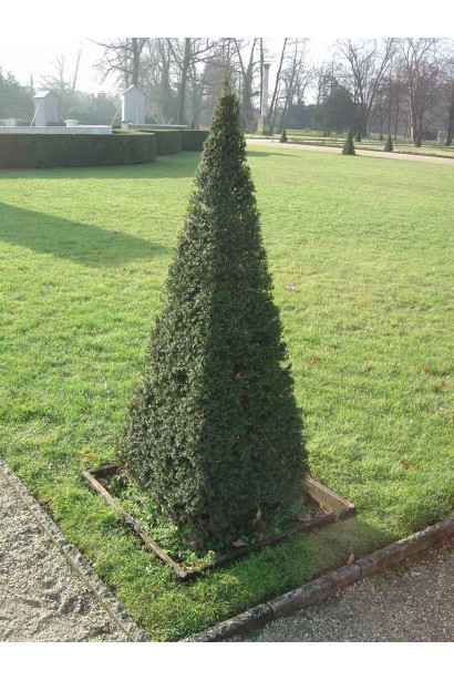 Тис ягідний для формування топіарних фігур.