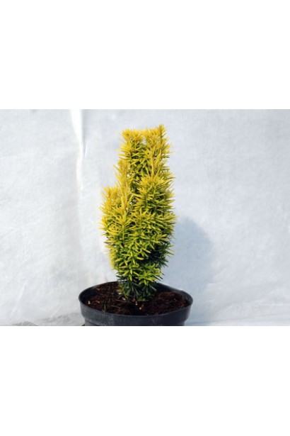 Тис ягідний Давид