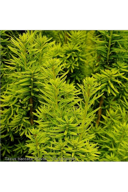 Яскраво-зелена хвоя тиса Давид із золотистими кінчиками.
