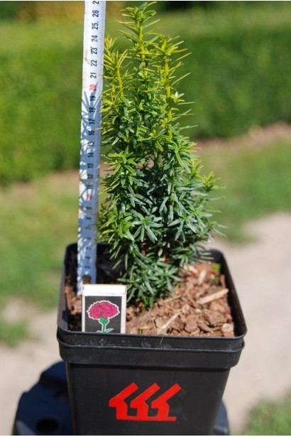 Саджанець Тис ягідний Давид в контейнері