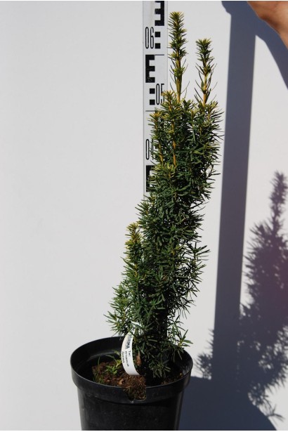 Тис ягідний Давид - 3л/60см/10см