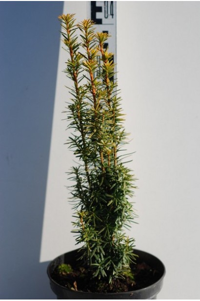 Тис ягідний Давид - 3л/40см/10см