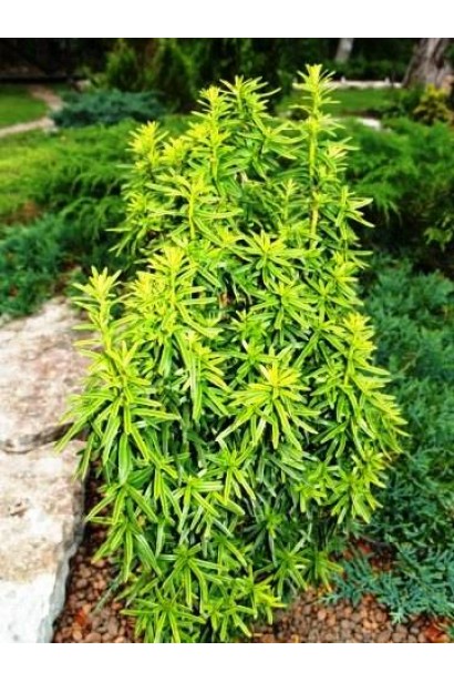 Вічнозелений тис Давид із золотистим відтінком.