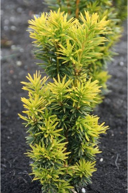 Тис ягідний Давид із яскраво-жовтою хвоєю.