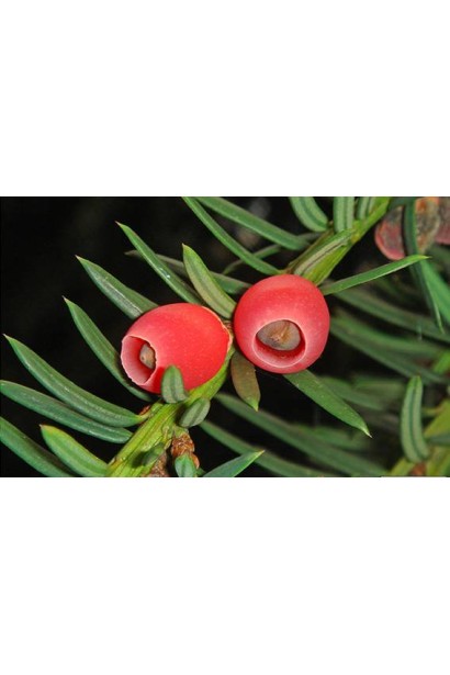 Тис ягідний Давид з яскраво-червоними ягодами.