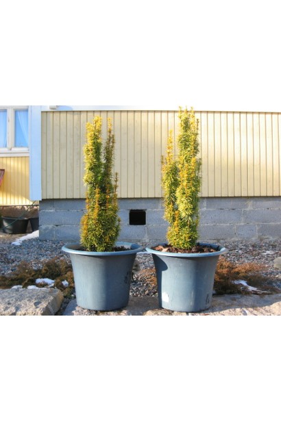 Тис ягідний Давид для вирощування в контейнері