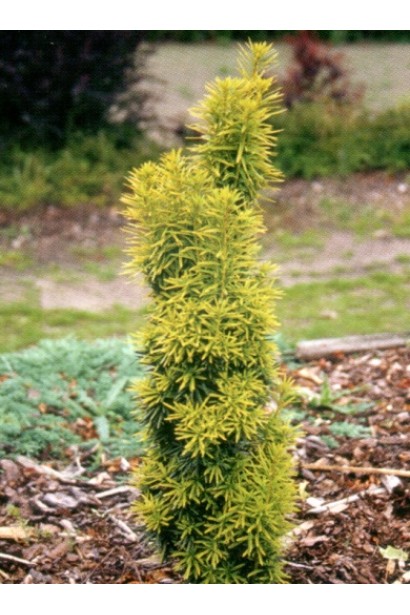 Тис ягідний Давид як акцентний чагарник.