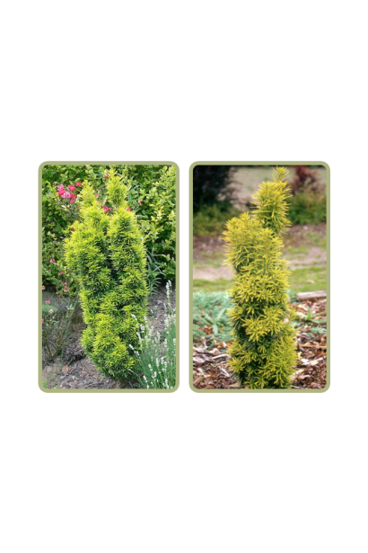 Тис ягідний Давид