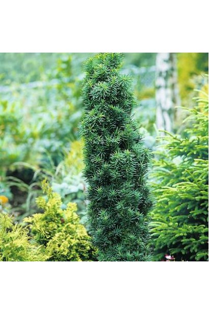 Тис ягідний Робуста — елегантний вертикальний акцент.