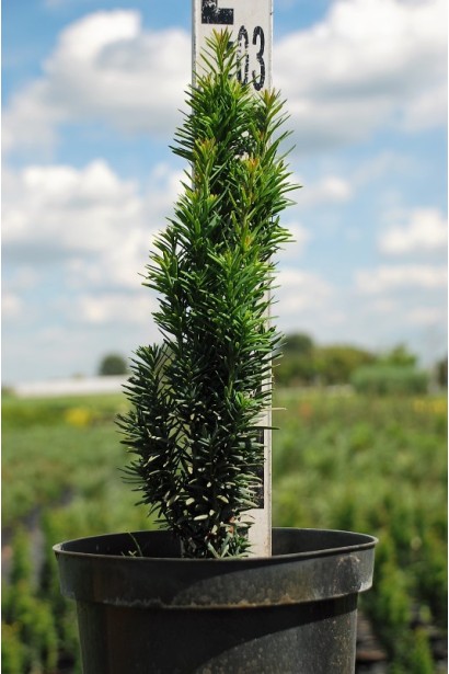 Тис ягідний / європейський Фастігіата Робуста