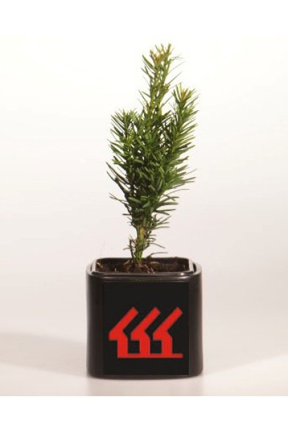 Тис ягідний / європейський Фастігіата Робуста