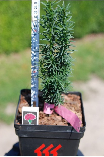 Taxus baccata Fastigiata Robusta