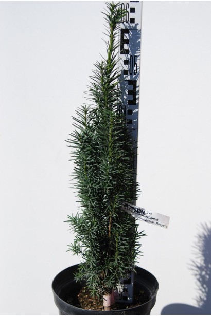 Тис Фастігіата Робуста — 3л/60см/10-15см