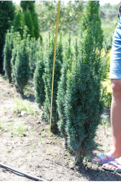 Тис ягідний Робуста в розсаднику