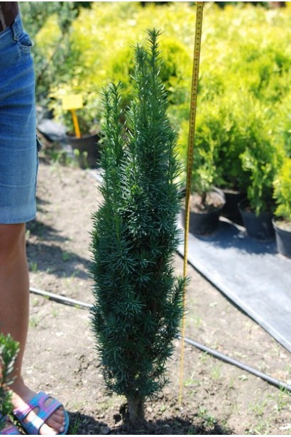 Тис ягідний Робуста — морозостійкий і невибагливий.