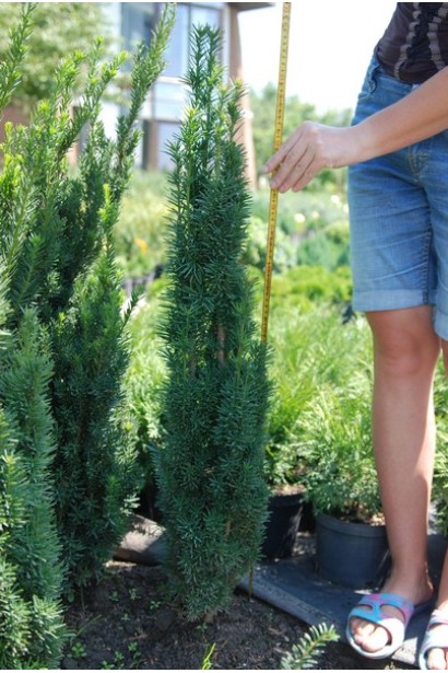 Тис ягідний Робуста в розсаднику