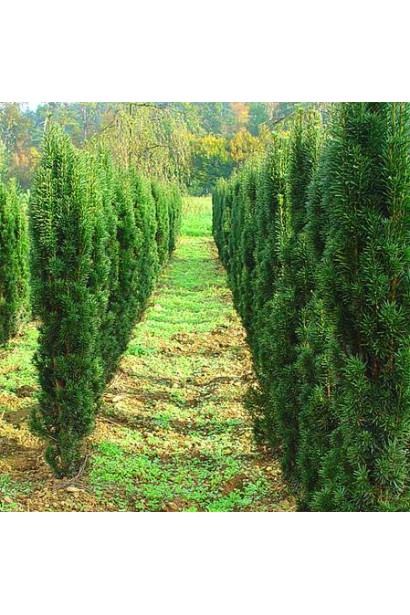 Тис ягідний / європейський Фастігіата Робуста