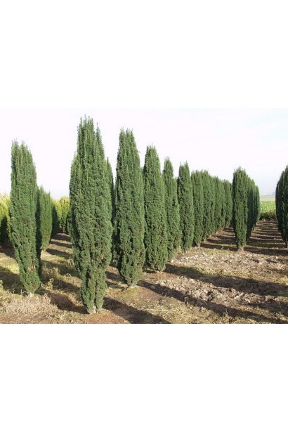 Тис Робуста — чудовий вибір для алей.