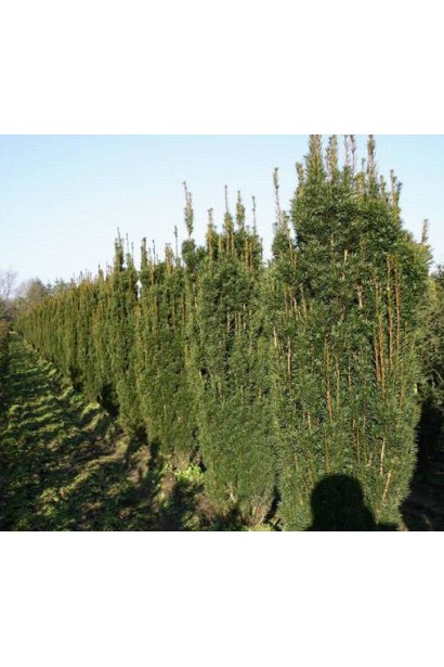 Тис Фастігіата Робуста з вузькою колоноподібною формою.