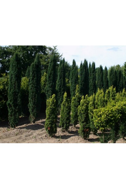 Тис Робуста для формованих живоплотів.