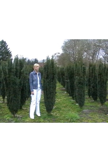 Тис Робуста — гармонійний елемент ландшафтного дизайну.