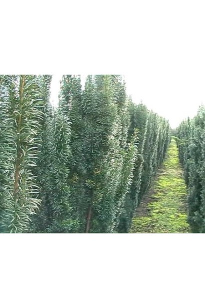 Тис Фастігіата Робуста — декоративний вертикальний акцент.