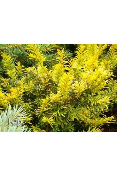 Тис ягідний Семперауреа з яскравим відтінком хвої.