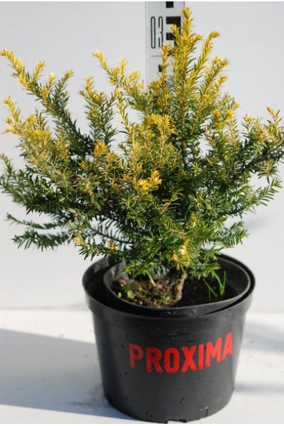 Тис ягідний Семперауреа - 3л/30-35см/Ø30см