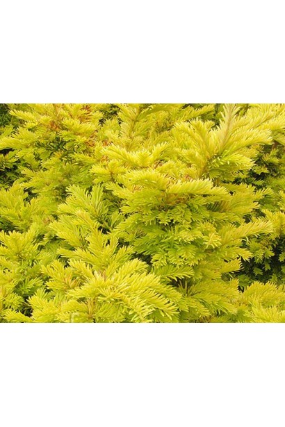 Тис Семперауреа із золотисто-жовтою хвоєю.