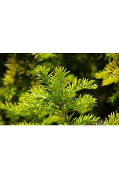 Тис ягідний Семперауреа