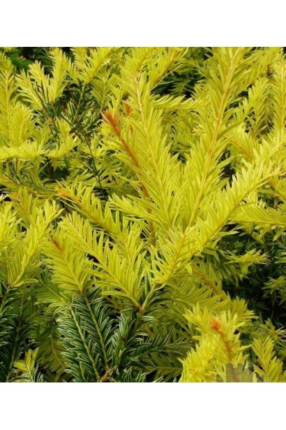 Тис ягідний Семперауреа