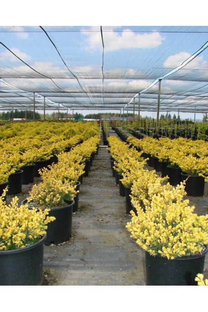 Тис ягідний Семперауреа в садовому центрі