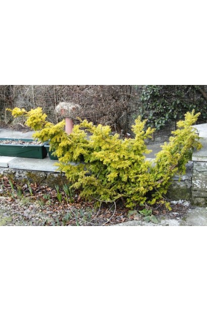 Тис Семперауреа з густою золотистою кроною.