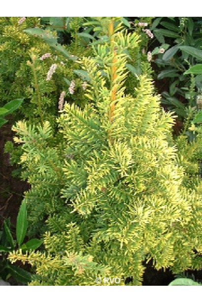 Ягідний тис Семперауреа для декоративного саду.