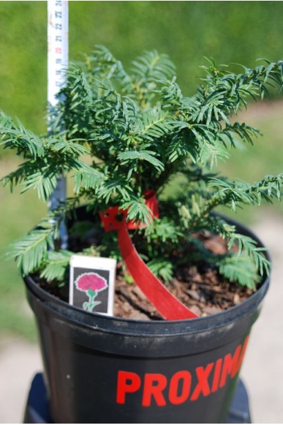 Taxus baccata Semperaurea