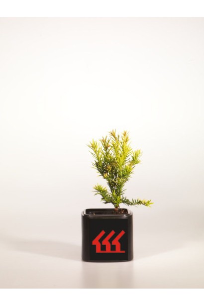 Саджанець Тис ягідний Семперауреа 