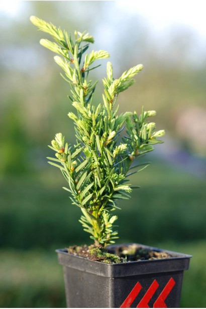 Тис Нана – элегантный вечнозеленый кустарник для сада.