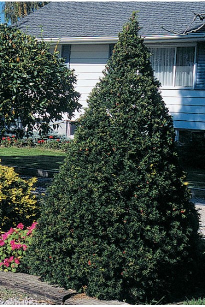 Тис остроконечный Нана – элегантный кустарник для дизайна.